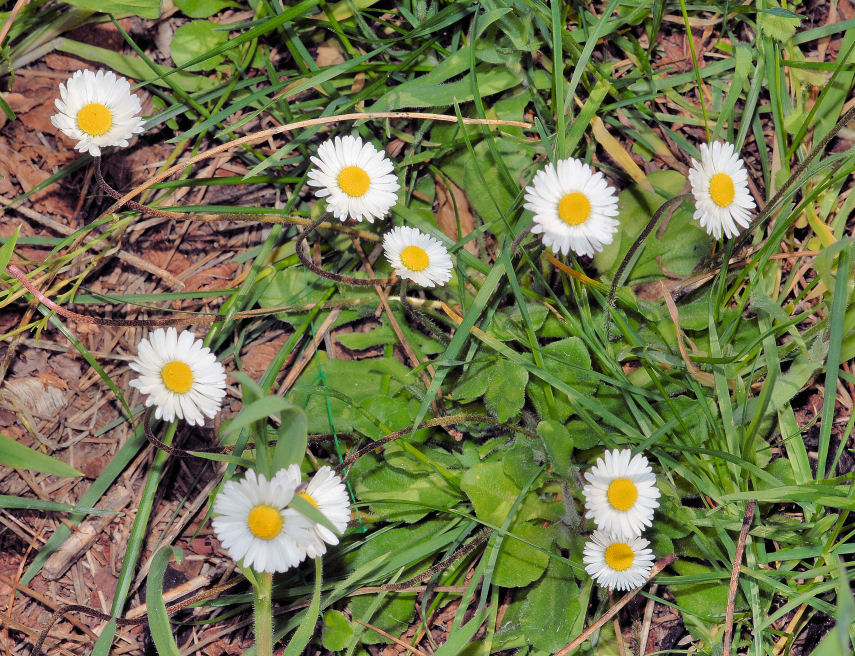 E'' arrivata la primavera!